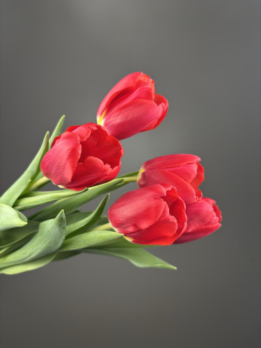 Тюльпаны красные