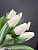 Тюльпаны белые 