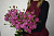 Кустовая пионовидная роза Мисти баблс 60 см.