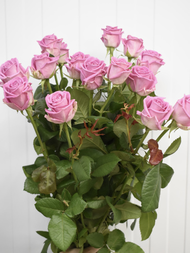 Розы Аква (Aqua) 60 см.